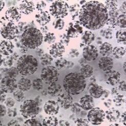 Качественный  Protein Purification Magnetic Agarose Beads 10 - 30 μm 20% Volume Ratio 50 mL Фабрика