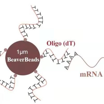Качественный  5 mL 1 μm Magnetic Beads Dna Library Construction Kit Oligo dT Bind mRNA Poly A Фабрика