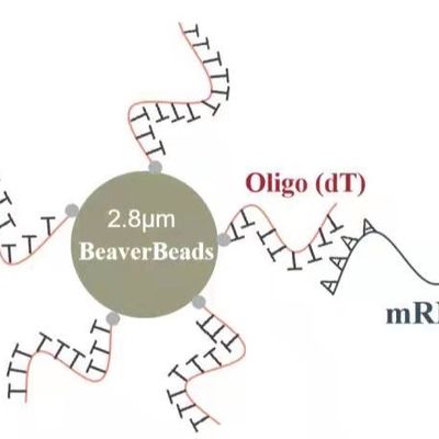 шарики dT μm 2 mL 2,8 Oligo магнитные захватывают высококачественный mRNA