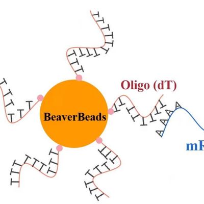 шарики dT μm 1mL 2,8 Oligo магнитные для УПРАВЛЕНИЯ ПО САНИТАРНОМУ НАДЗОРУ ЗА КАЧЕСТВОМ ПИЩЕВЫХ ПРОДУКТОВ И МЕДИКАМЕНТОВ набора конструкции библиотеки ДНК